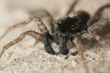 Pardosa hortensis.male
